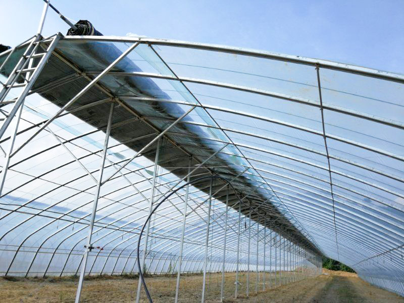 简易蔬菜薄膜大棚